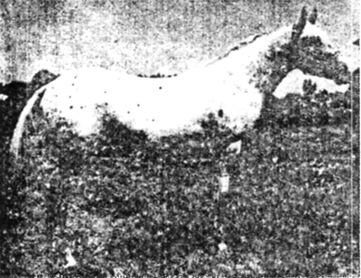 covano3