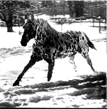 coyotesapache