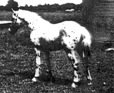 cwcoyoteii