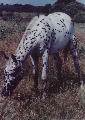 easterblue