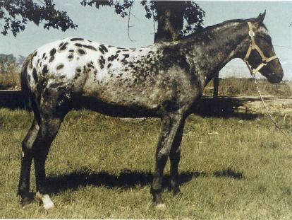 patchyjrf1380
