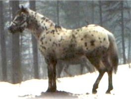 shavanobrentlea