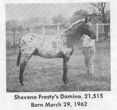 shavanofrostysdomino21515