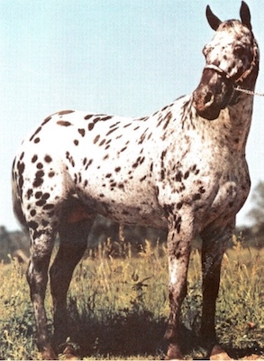shavanofrostysdominoii