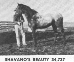 shavanosbeauty
