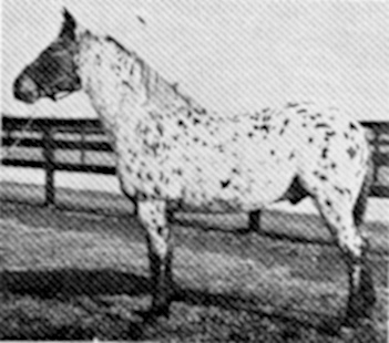 shavolier