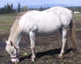tobystrouble