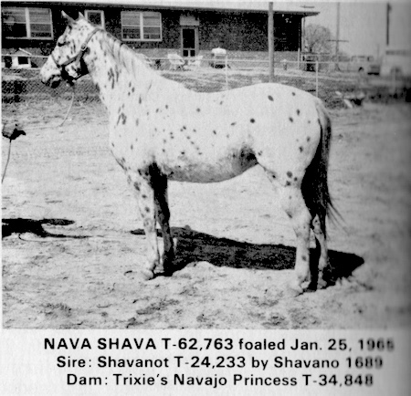 navashava
