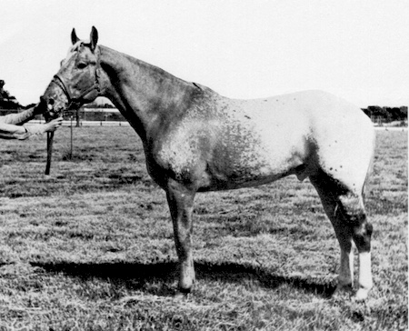 rioscomanchek