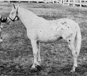 wyaltasilverjune