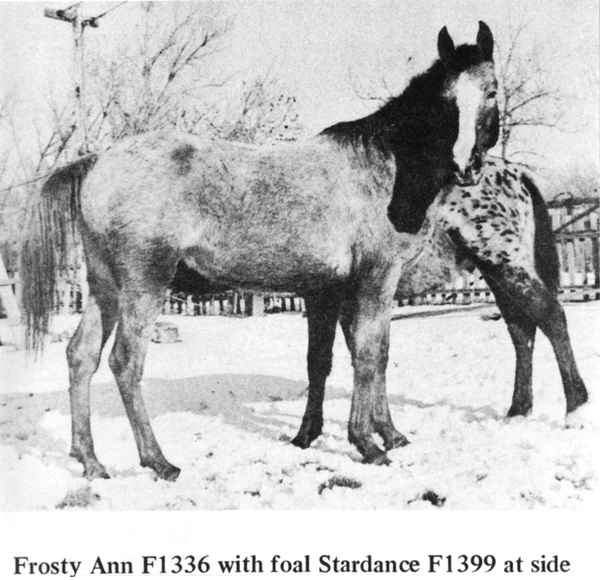 frosty ann