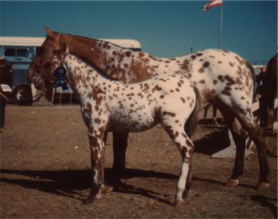 Sunshine II and foal