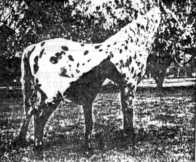 Leopard Rain Bird