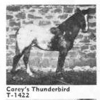 careysthunderbird1422