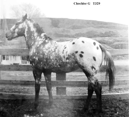 cochisegt329a