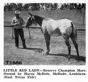 littleredladyt1886
