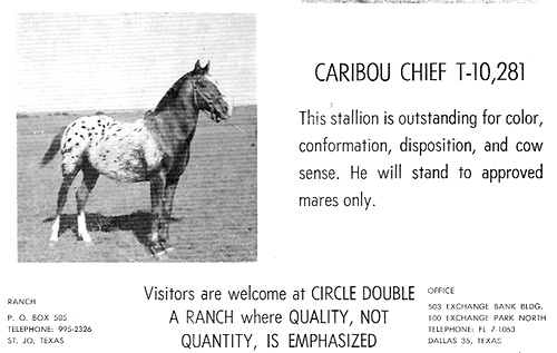 caribouchief2