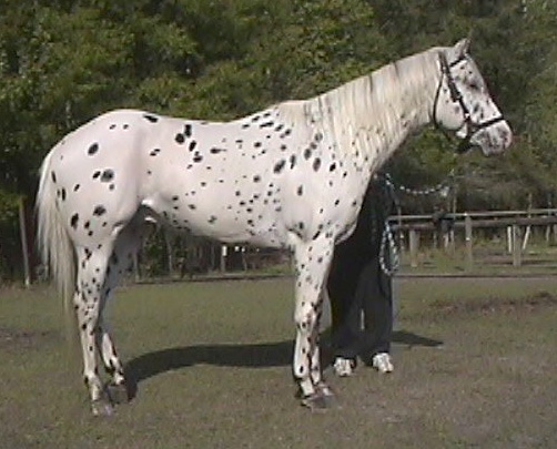 joecoatofmanycolor2