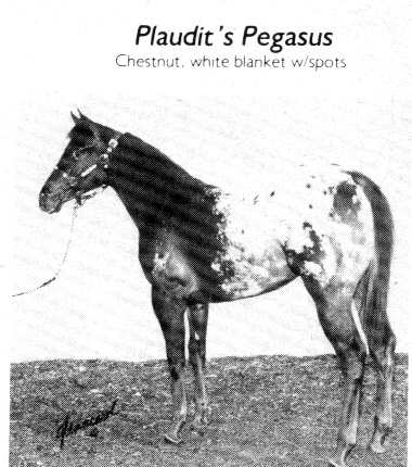 plauditspegasus