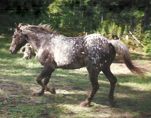 solardandie