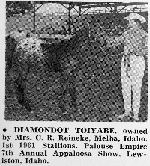 diamondot toiyabe