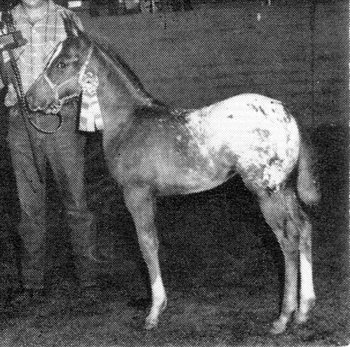 plummersechohawkslady