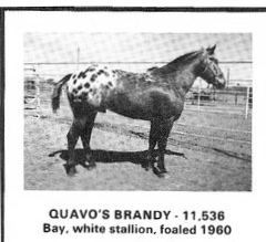 quavosbrandy