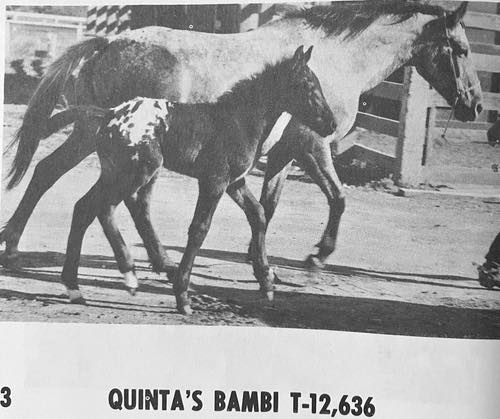quintas bambi.HEIC