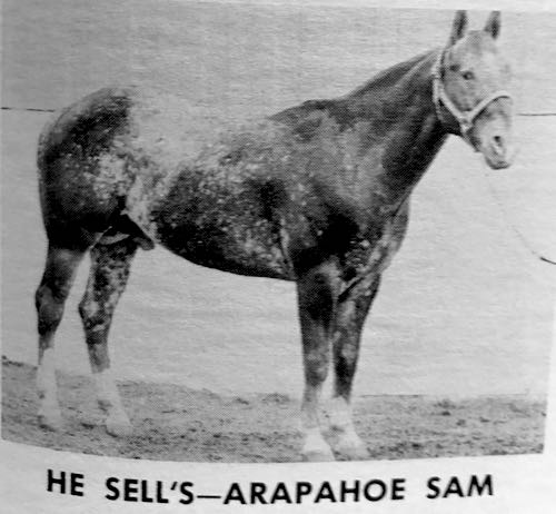 arapahoesam18608