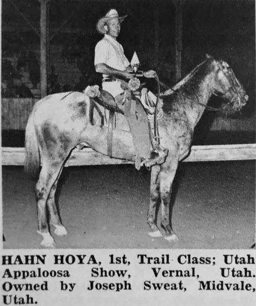 hahn hoya
