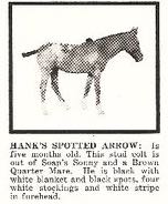 hanksspottedarrow18370