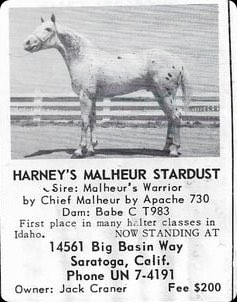 harneysmalheurstardust