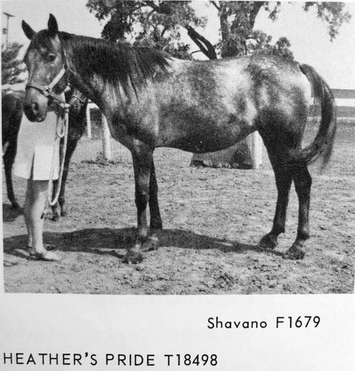 heatherspride18498