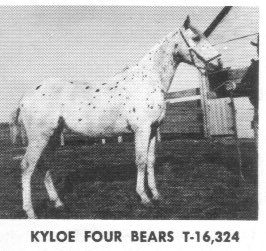 kyloefourbears