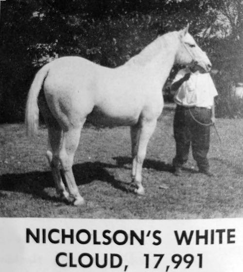 nicholsons white cloud