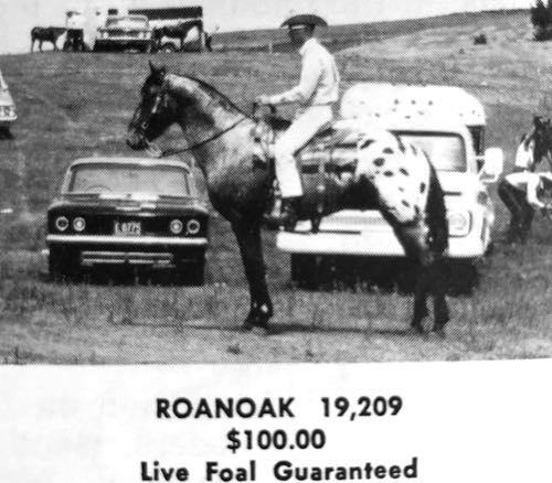 roanoak