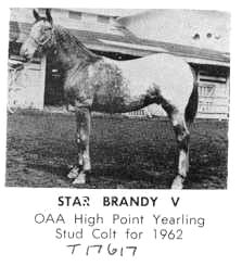 starbrandyv17617