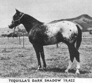 tequillasdarkshadow19422