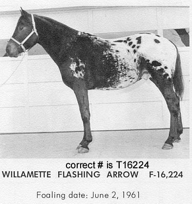 willametteflashingarrow