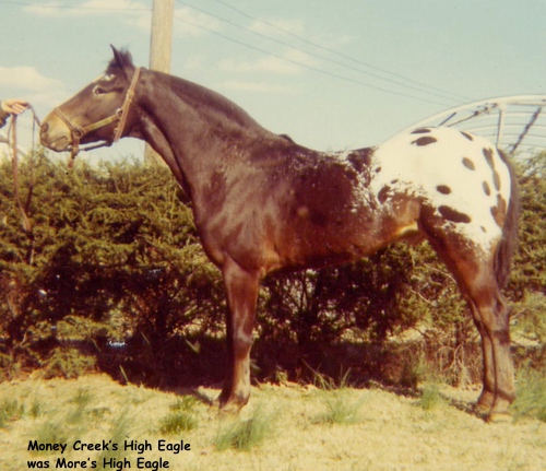 MoneyCreeksHighEagle