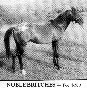 NobleBritches