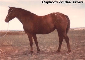 OwyheesGoldenArrow