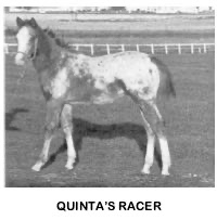 QuintasRacer