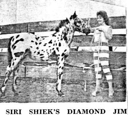 SiriShieksDiamondJim