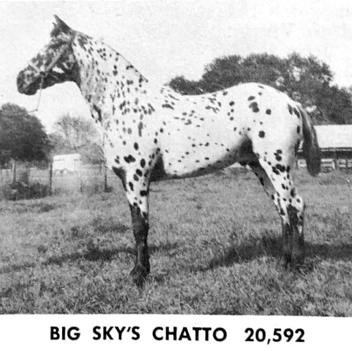 bigskyschatto