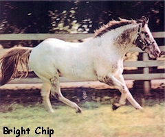 brightchip