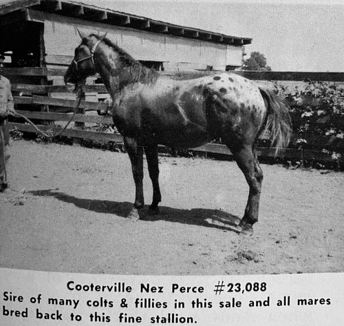 cooterville nez perce