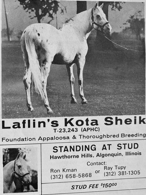 laflins jkota sheik