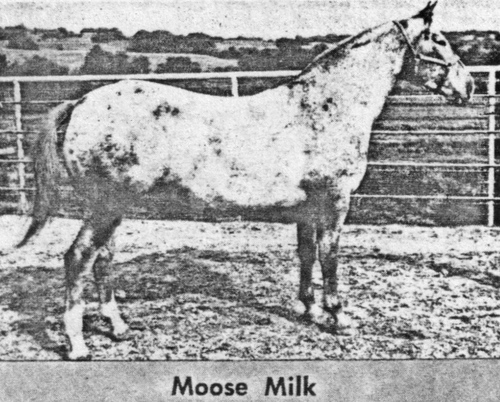 moosemilk