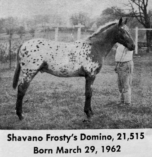 shavano frostys domino